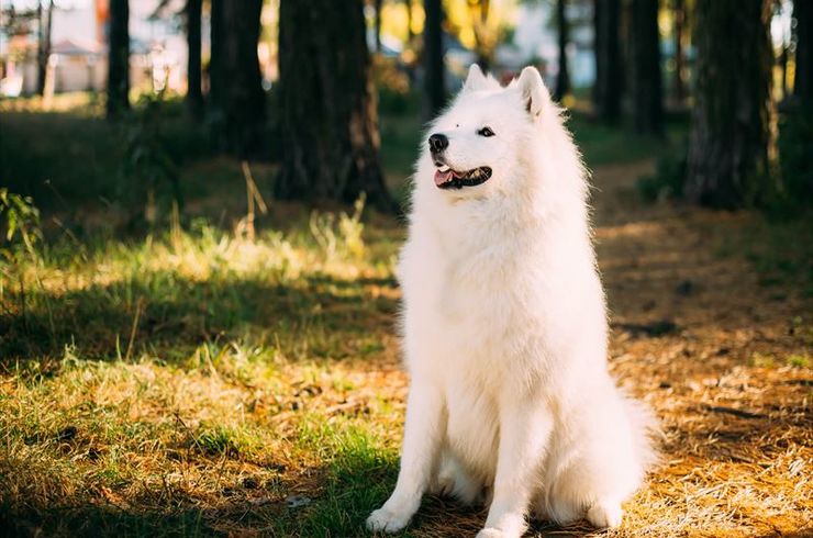 外で遠くを見る犬