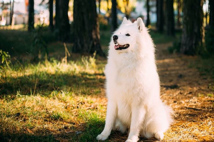 外で遠くを見る犬