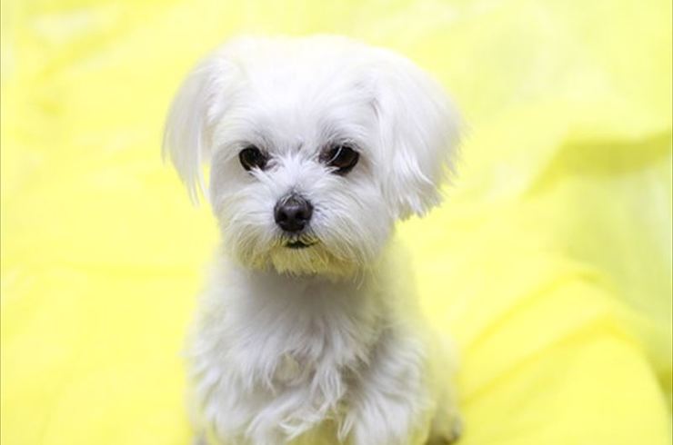 犬