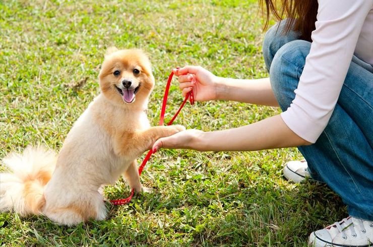 散歩する子犬