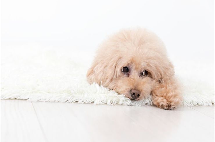 旦那さんが返ってくる前の犬