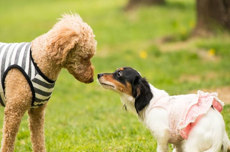 二匹で遊ぶ犬