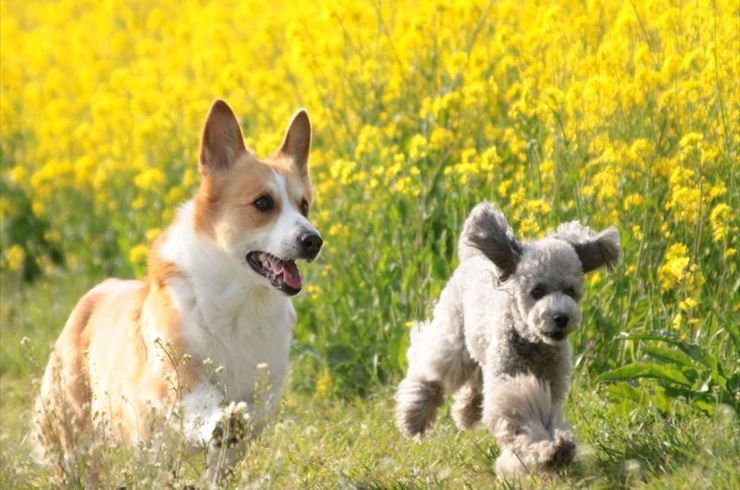 走り回るコーギー